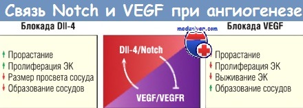  Notch  VEGF  