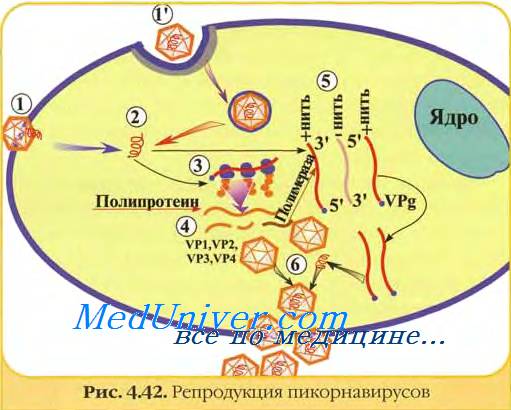 Факторы риска гепатита А. Эпидемиологический надзор при вирусном гепатите А