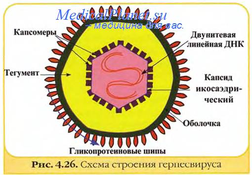 Схема строения герпес вируса