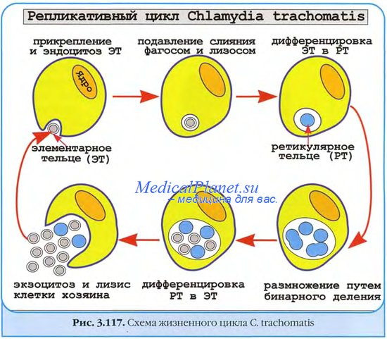 Источник хламидиоза. Инкубационный период хламидиоза. Механизм передачи хламидиоза.