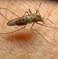 эпидемиология малярии