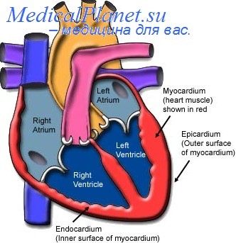 гипертрофия желудочка сердца