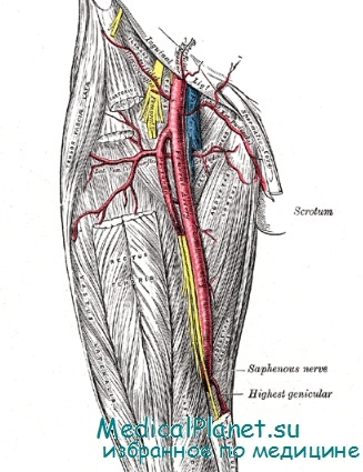 артерии в условиях гипокинезии
