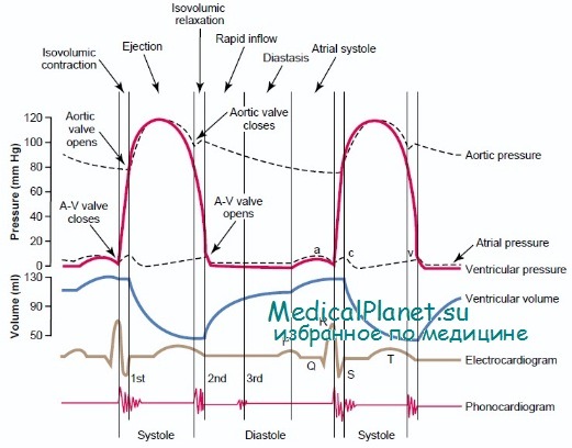 Длительность фаз систолы и диастолы. Фазовый анализ сердечного цикла. Фазы сердца схема. Фазы сердечного цикла таблица.