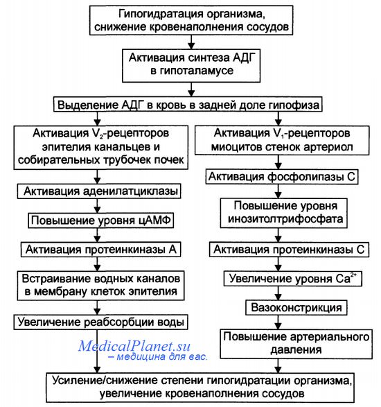 ренин—ангиотензин—альдостерон
