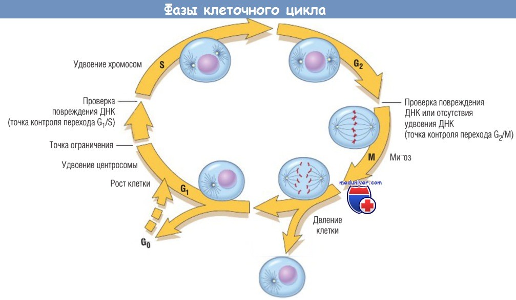 Фазы клеточного цикла.