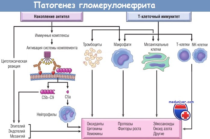 Гистология гломерулонефрита