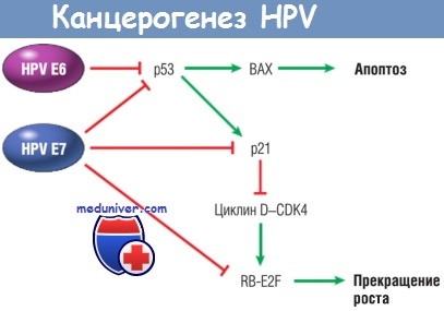  HPV