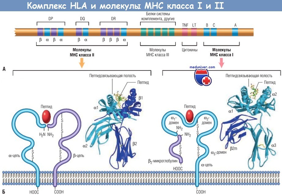 Комплекс HLA и молекулы MHC класса I и II