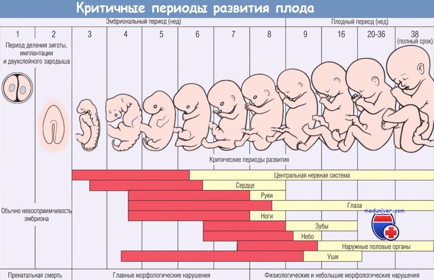 Формы развития плода. Периоды развития плода. Периоды развития эмбриона и плода. Периоды внутриутробного развития. Периодизация развития плода.