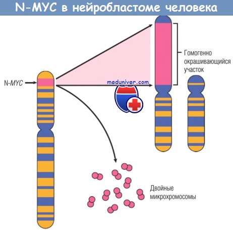 N-MYC   