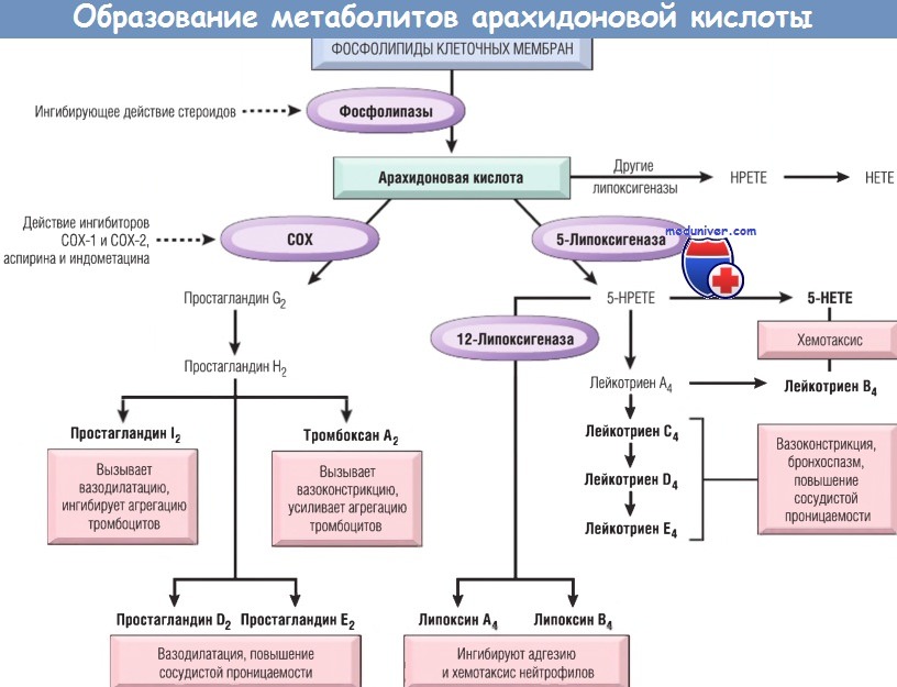 Схема образования метаболитов арахидоновой кислоты (простагландинов, лейкотриенов и липоксинов)