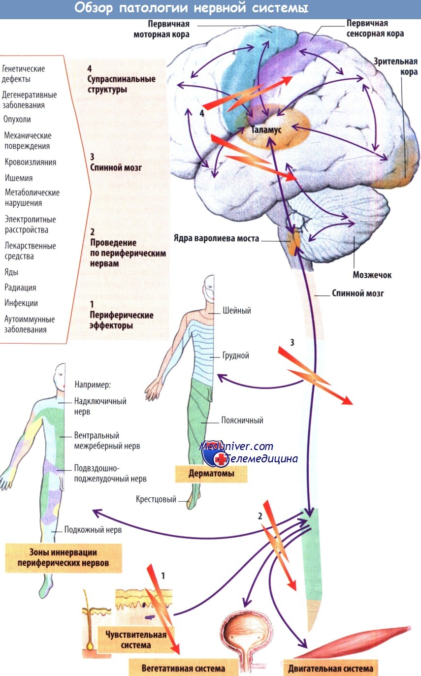 Какие процессы происходят при активизации центров изображенного на рисунке отдела нервной системы
