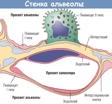 Стенка альвеолы