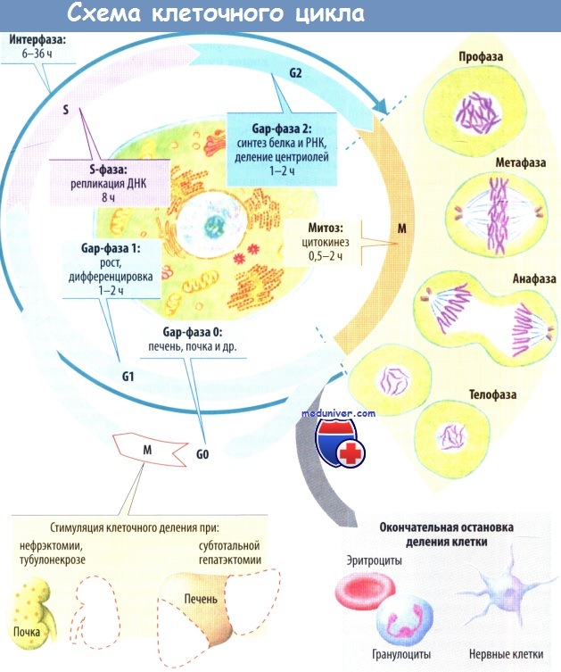 Рост клетки этапы. Схема клеточного цикла. Клеточный цикл клетки схема. Жизненный цикл клетки схема. Схема клеточного цикла интерфаза.