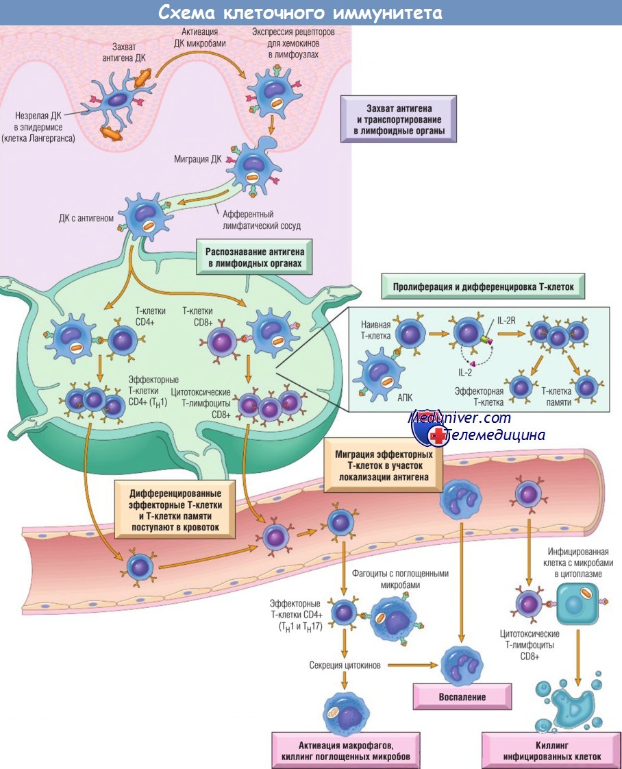 Схема клеточного иммунитета