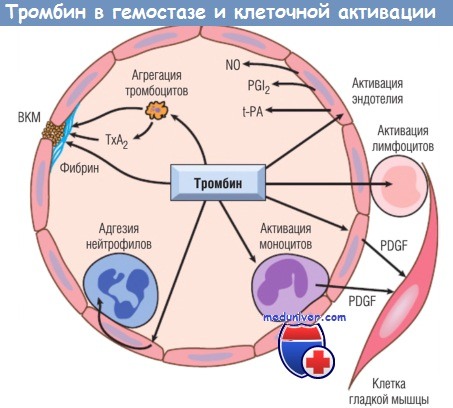 Тромбин в гемостазе и клеточной активации