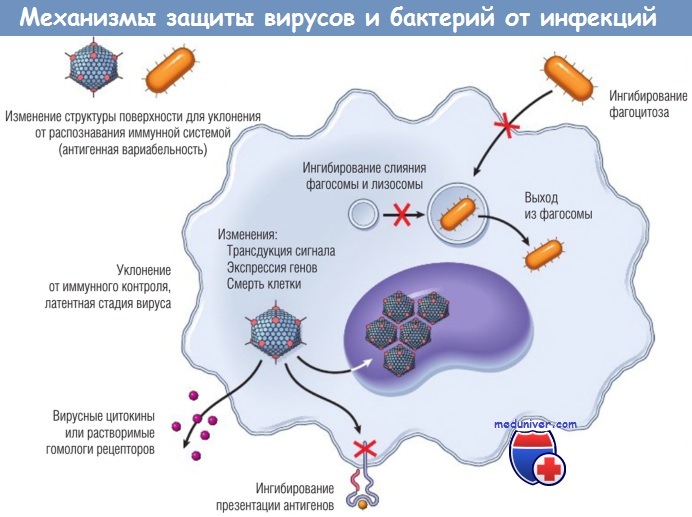 Механизмы защиты вирусов, бактерий от иммунитета