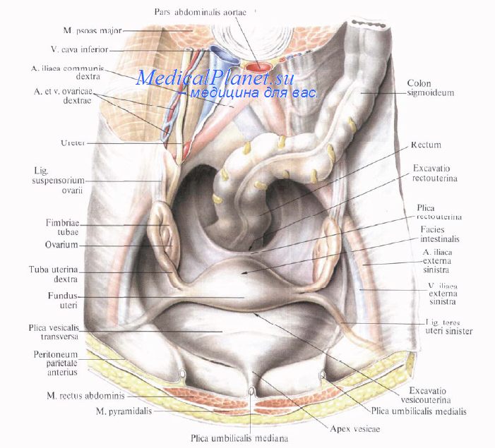 анатомия маточной трубы и матки