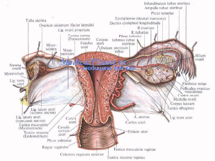 анатомия маточной трубы и матки