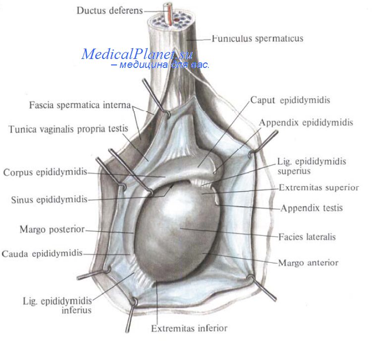 анатомия яичка