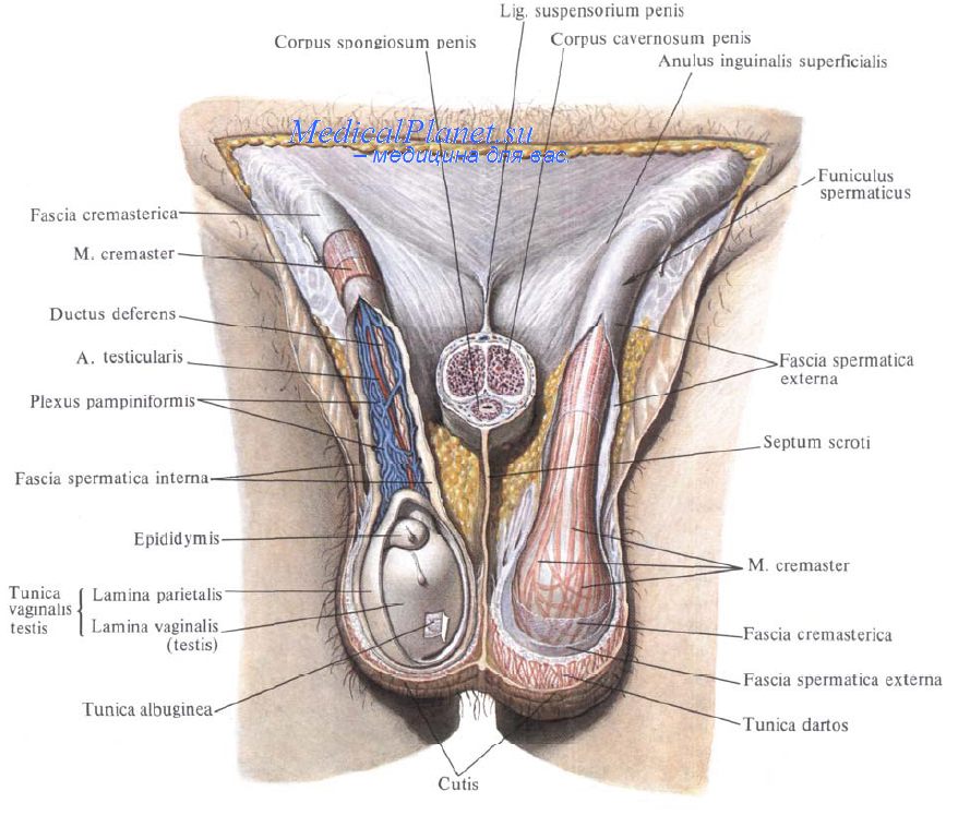 анатомия яичка