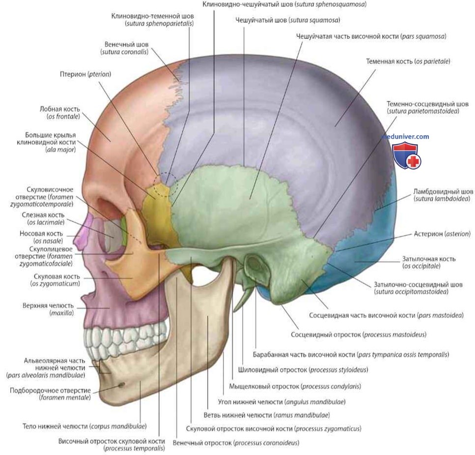 Череп спереди: анатомия, топография
