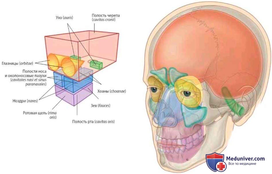 Обзор анатомии головы