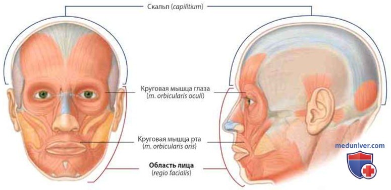 Обзор анатомии головы