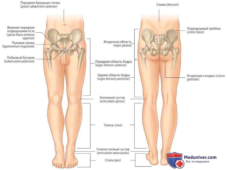 Обзор анатомии нижней конечности