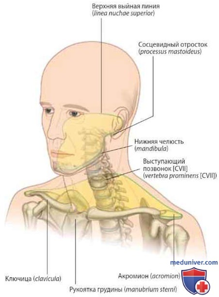 Обзор анатомии шеи