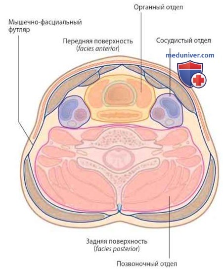 Обзор анатомии шеи