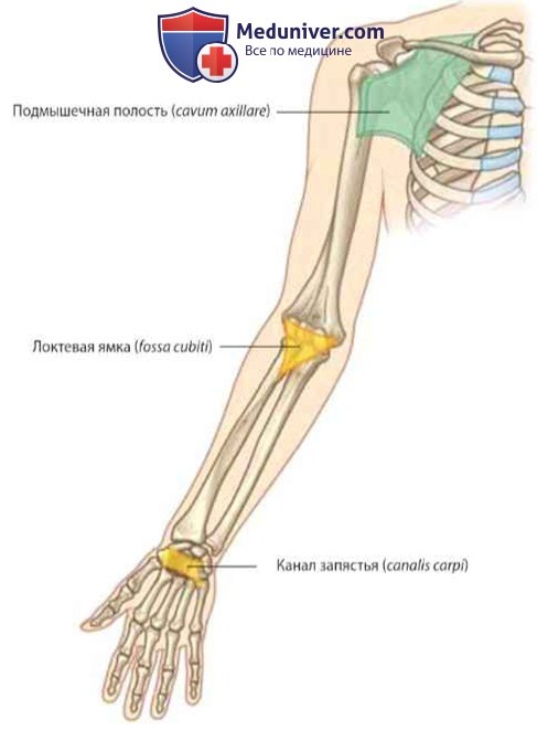 Обзор анатомии верхней конечности (руки)