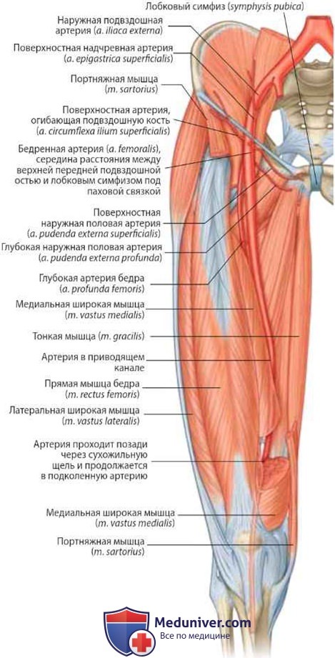 Артерии бедра (кровоснабжение бедра): анатомия, топография