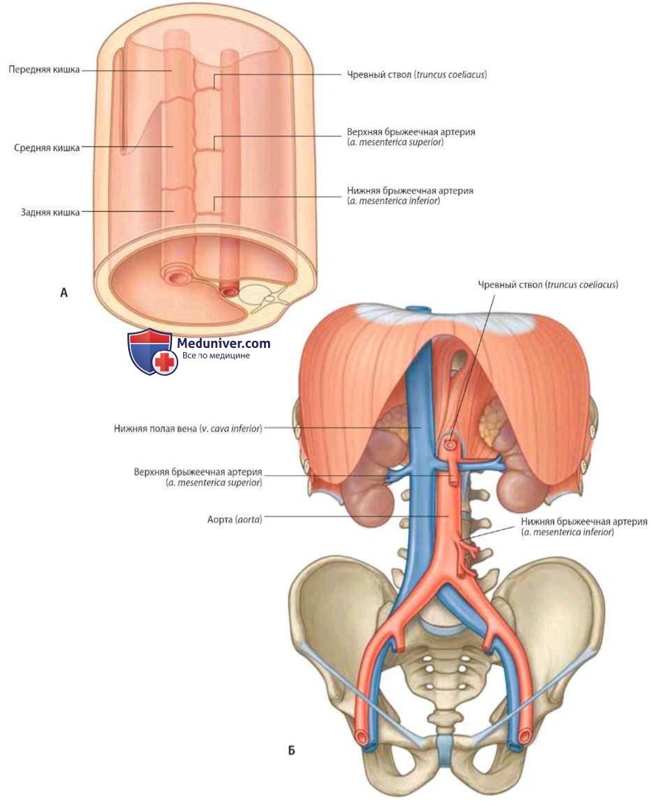 Три крупные артерии, кровоснабжающие органы пищеварительной системы