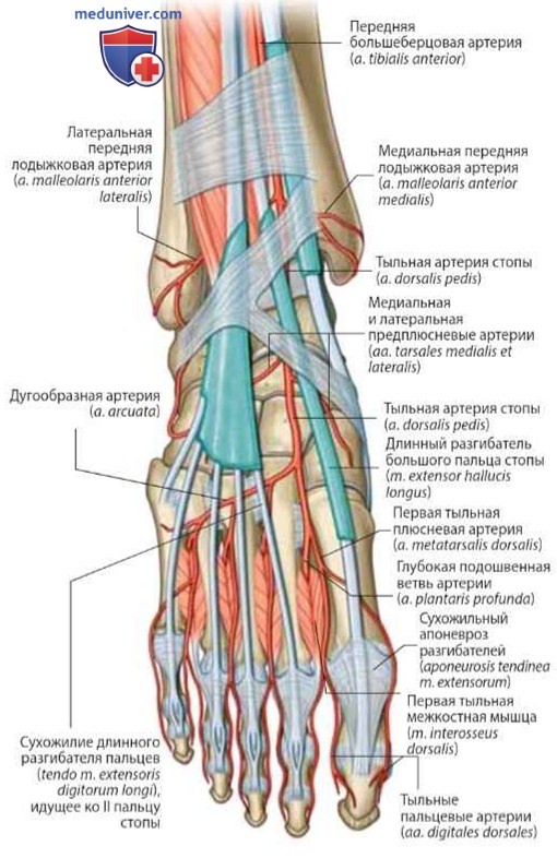 Артерии стопы (кровоснабжение стопы)
