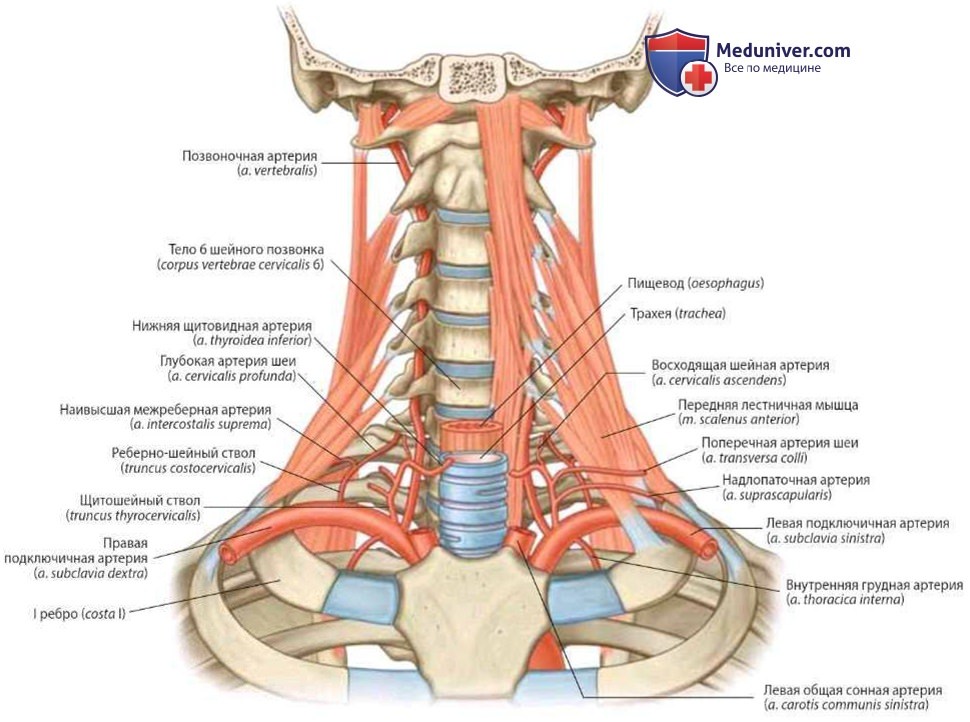 Артерии и вены основания шеи: анатомия, топография