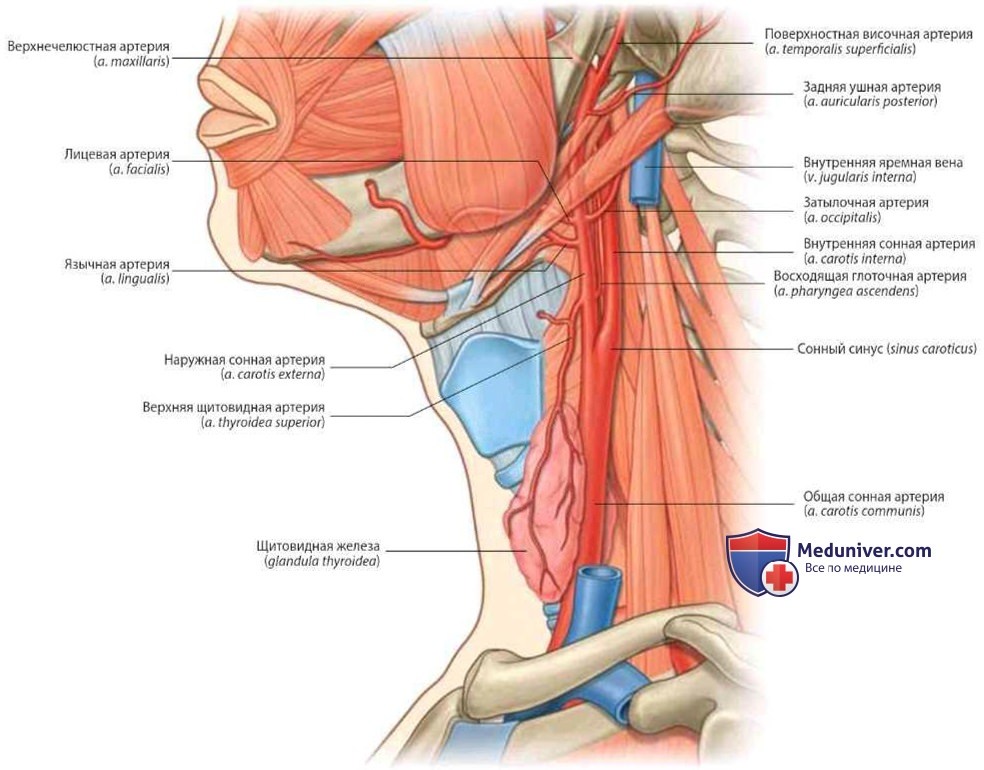 Артерии и вены переднего треугольника шеи: анатомия, топография