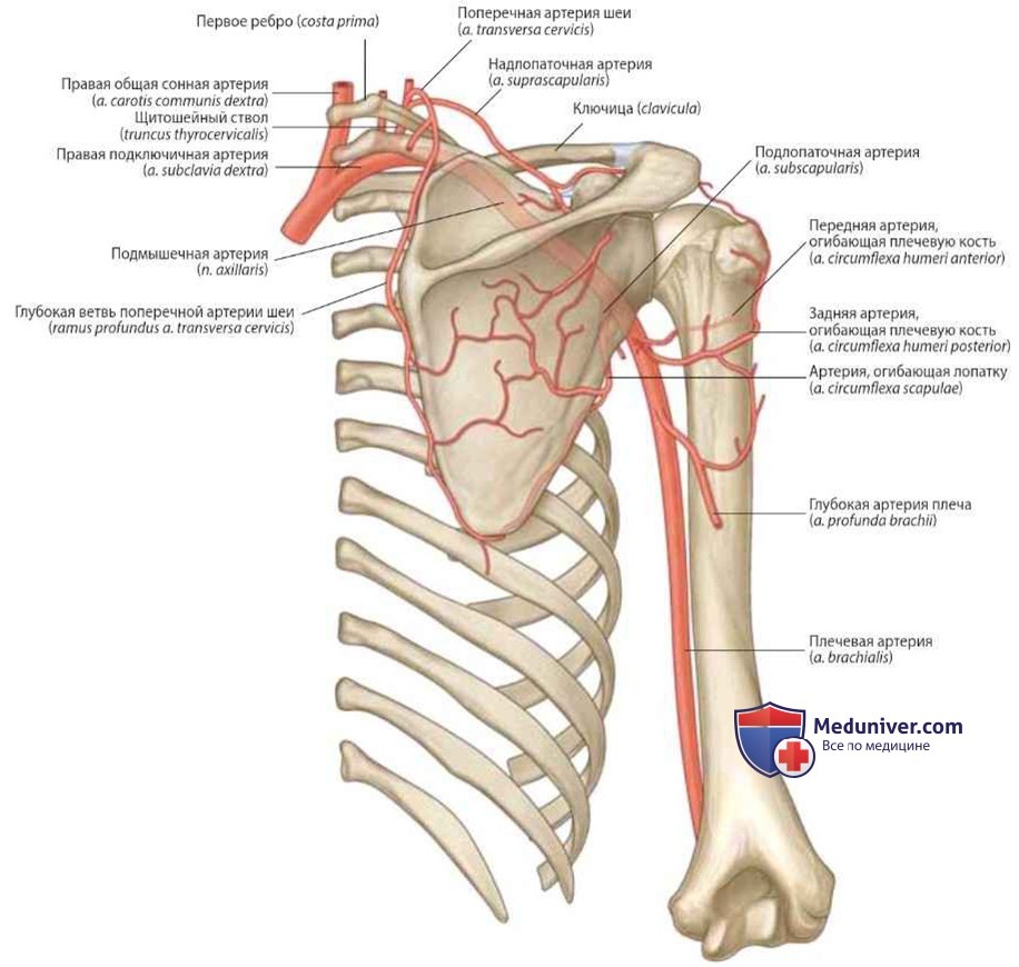 Артерии и вены лопаточной области: анатомия, топография