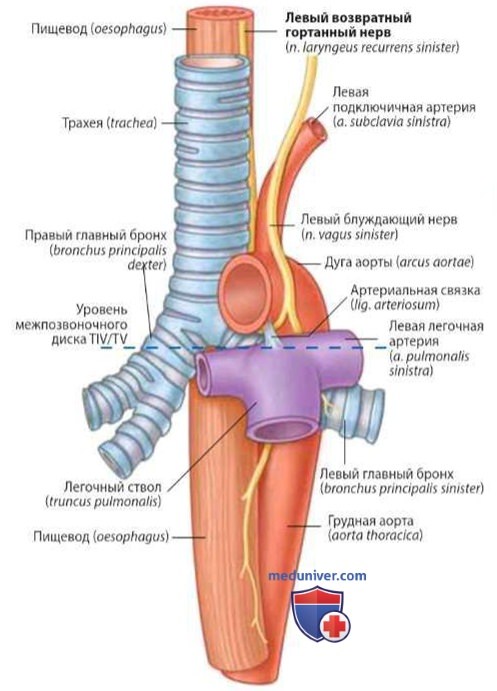 Левый возвратный гортанный нерв. Блуждающий нерв анатомия средостения.