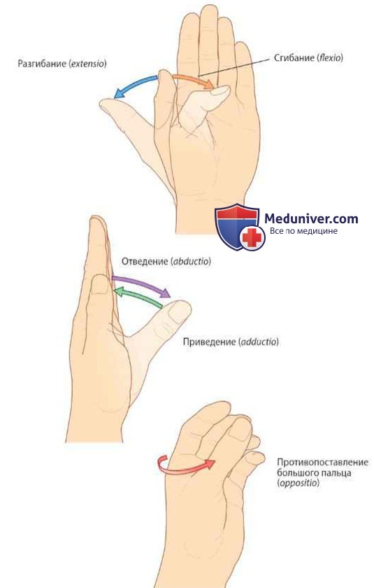 Ориентация большого пальца верхней конечности (руки)