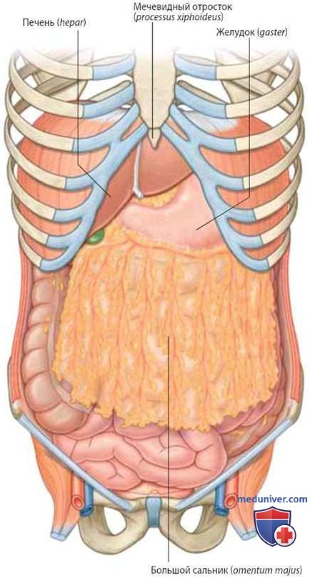 Брюшина, брюшинная полость: анатомия, сальниковая сумка, сальниковое отверстие