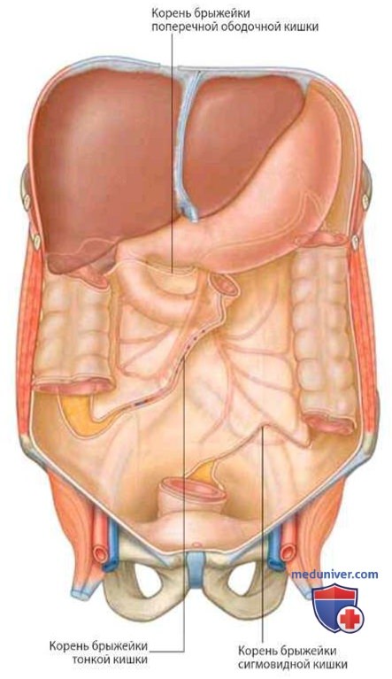 Брюшина, брюшинная полость: анатомия, сальниковая сумка, сальниковое отверстие
