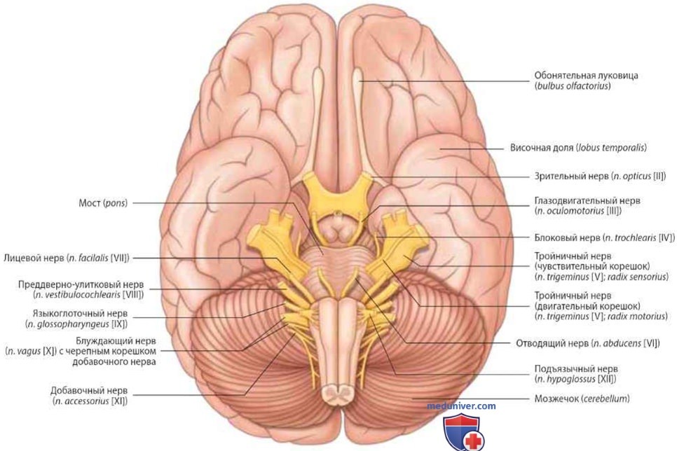 Черепно-мозговые нервы: анатомия, топография