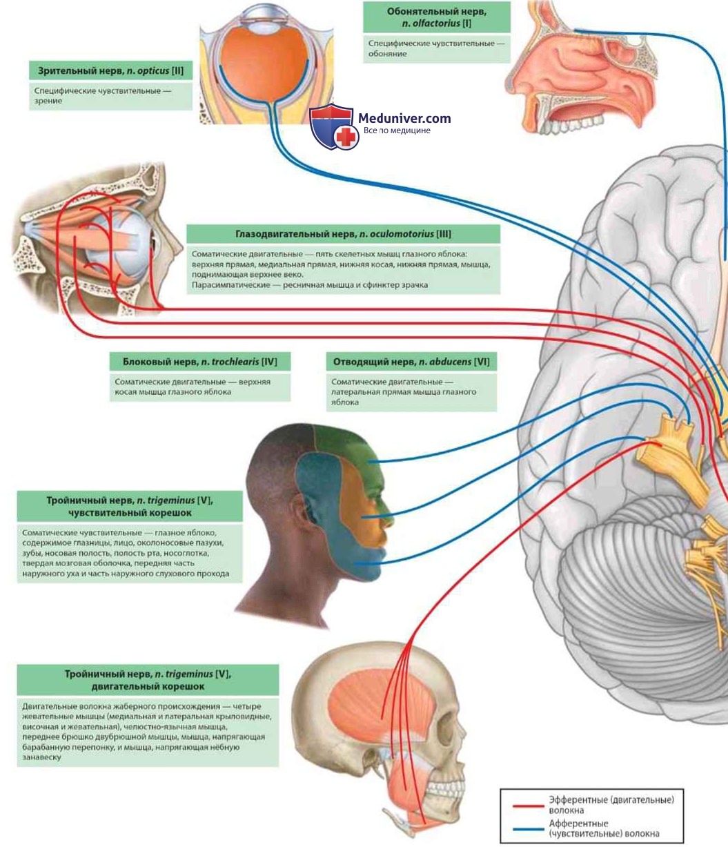 Черепно-мозговые нервы: анатомия, топография