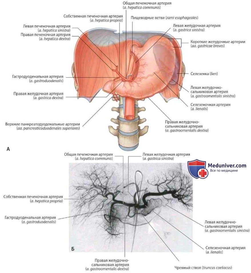 Селезеночная артерия (a. lienalis): анатомия, топография