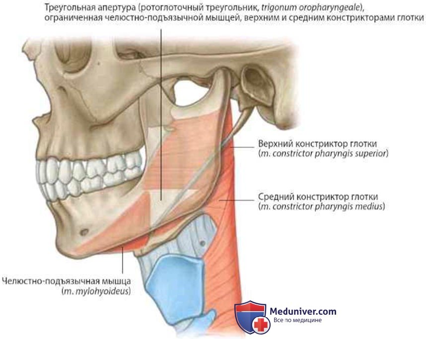 Дно полости рта: анатомия, топография