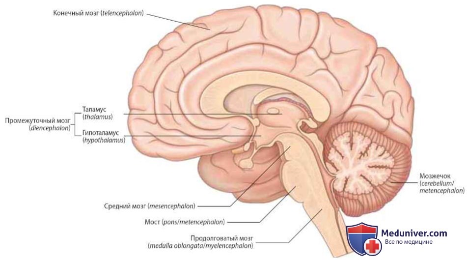 Головной мозг: анатомия, топография