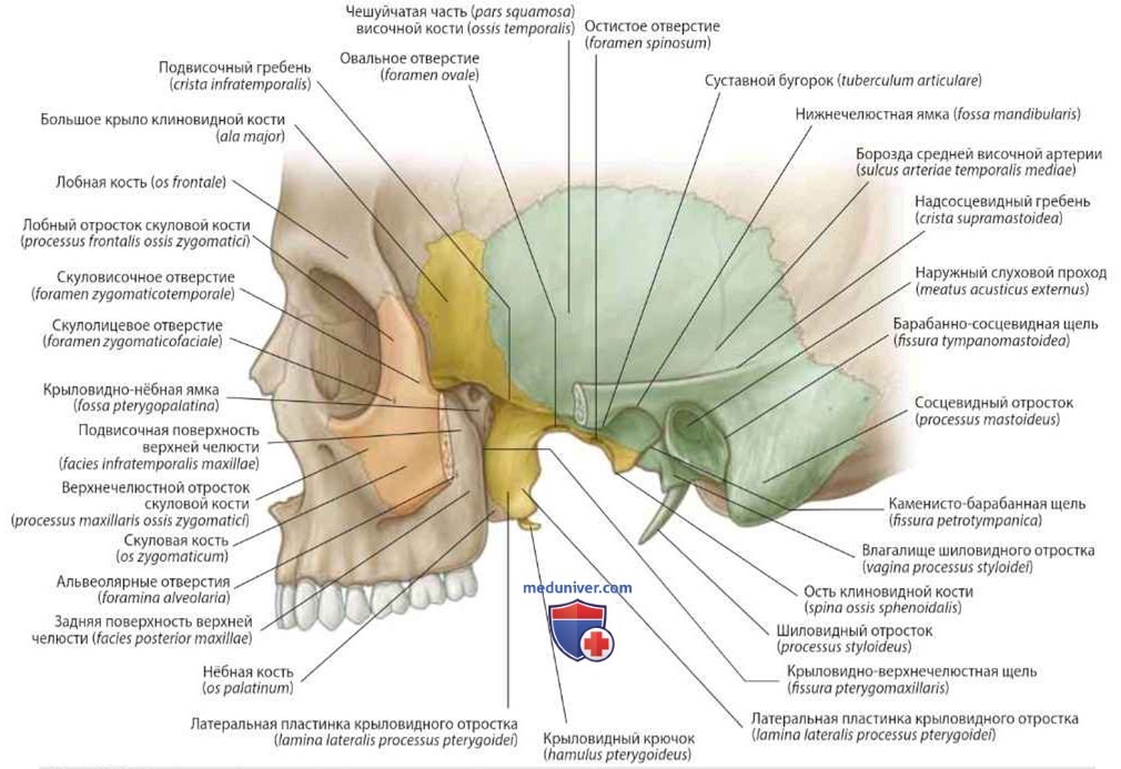 Границы височной и подвисочной ямок: анатомия, топография