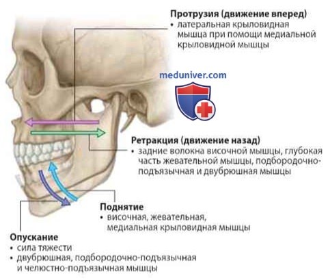 Границы височной и подвисочной ямок: анатомия, топография
